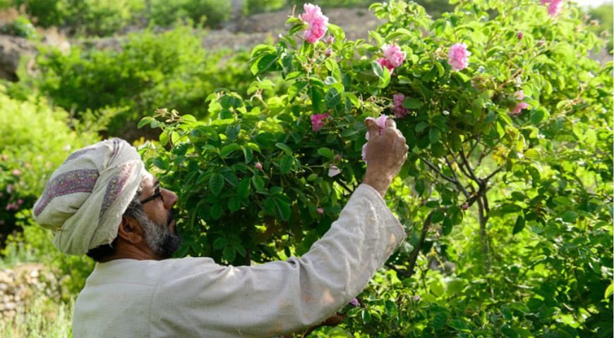 Reliable Plant Supply in Muscat