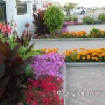 Landsscaping designs in Oman.