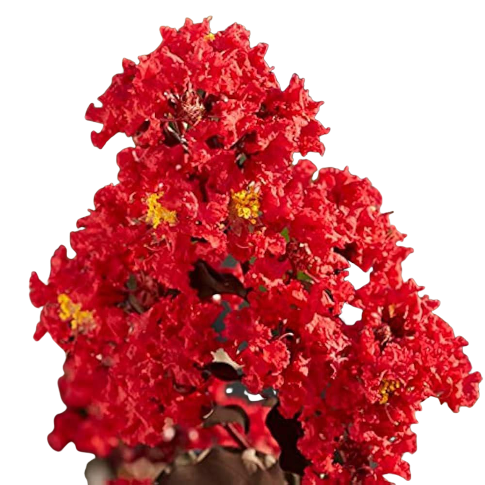 Delonix Regig Delonix Regig in muscat