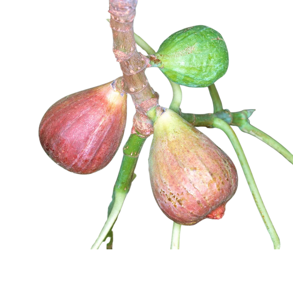 Ficus carica Ficus carica in muscat