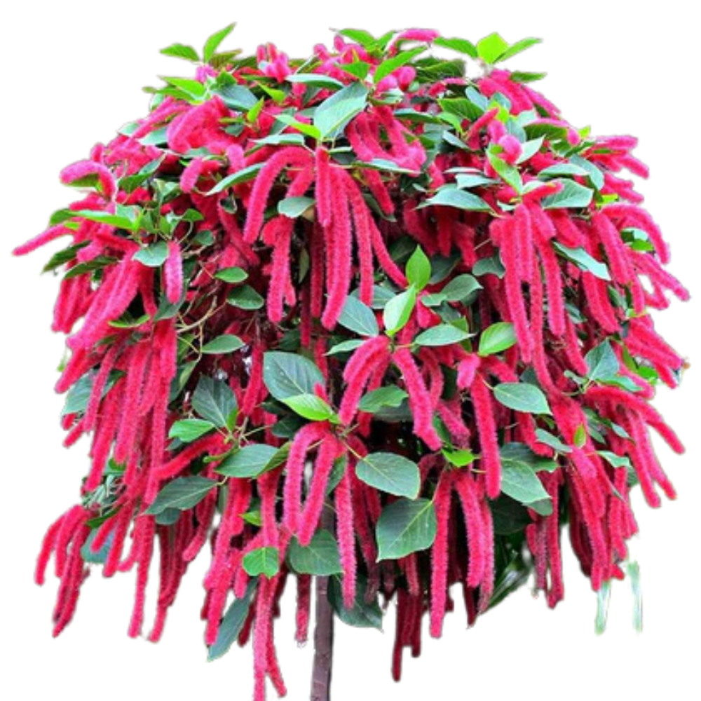 Acalypho Hispidg Acalypho Hispidg in muscat