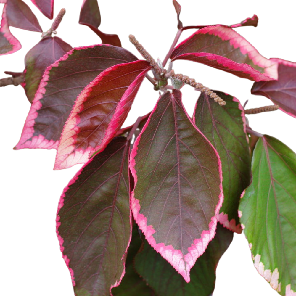 Acalypha Wilkesiang Acalypha Wilkesiang in muscat