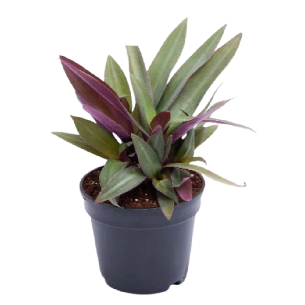 Rhoeo Discolor Rhoeo Discolor in muscat