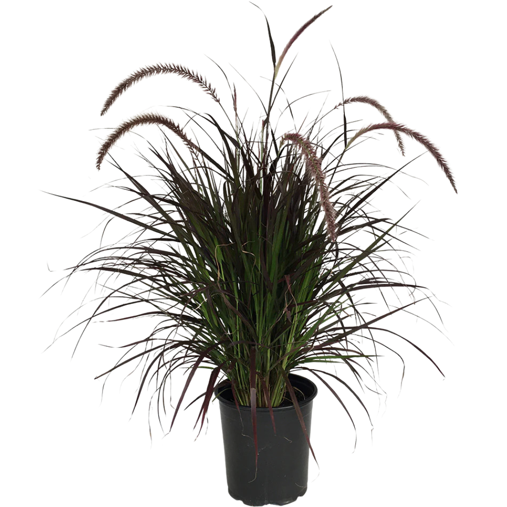 Pennisetum Rubrum Pennisetum Rubrum in muscat