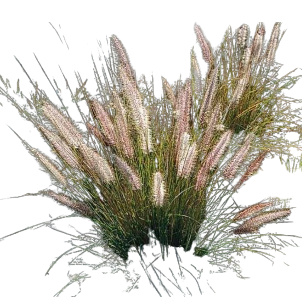 Pennisetum Setaceum Pennisetum Setaceum in muscat