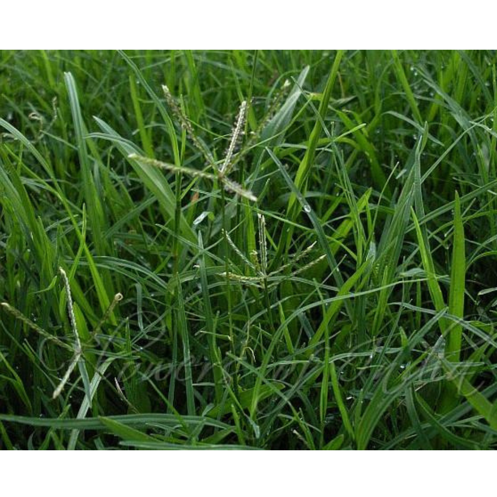 Allamando Cothortica Allamando Cothortica in muscat