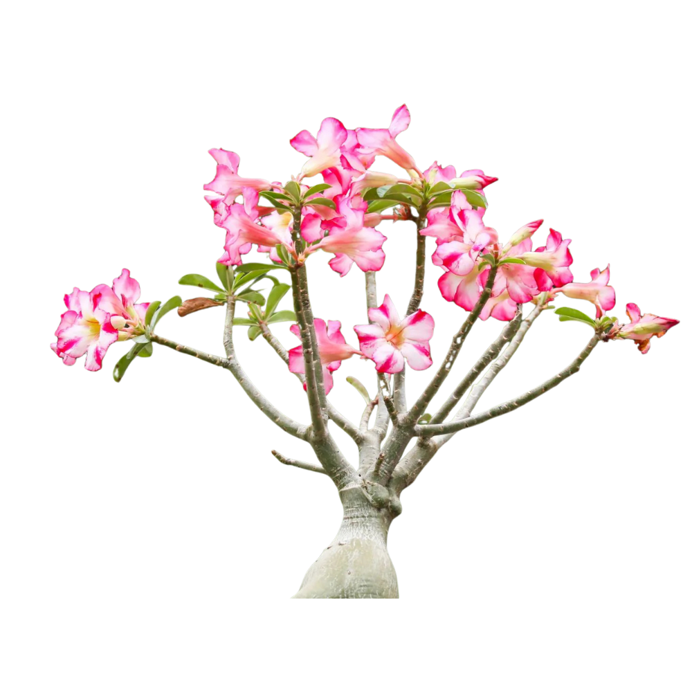 Adenium Obesum Adenium Obesum in muscat