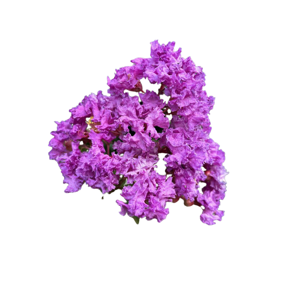 Bougainvilleo Spectabilis Bougainvilleo Spectabilis in muscat