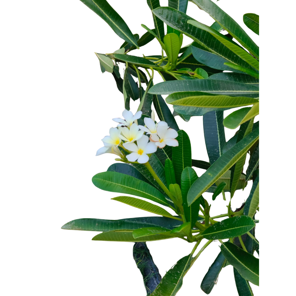 Jasminum Officinale Jasminum Officinale in muscat