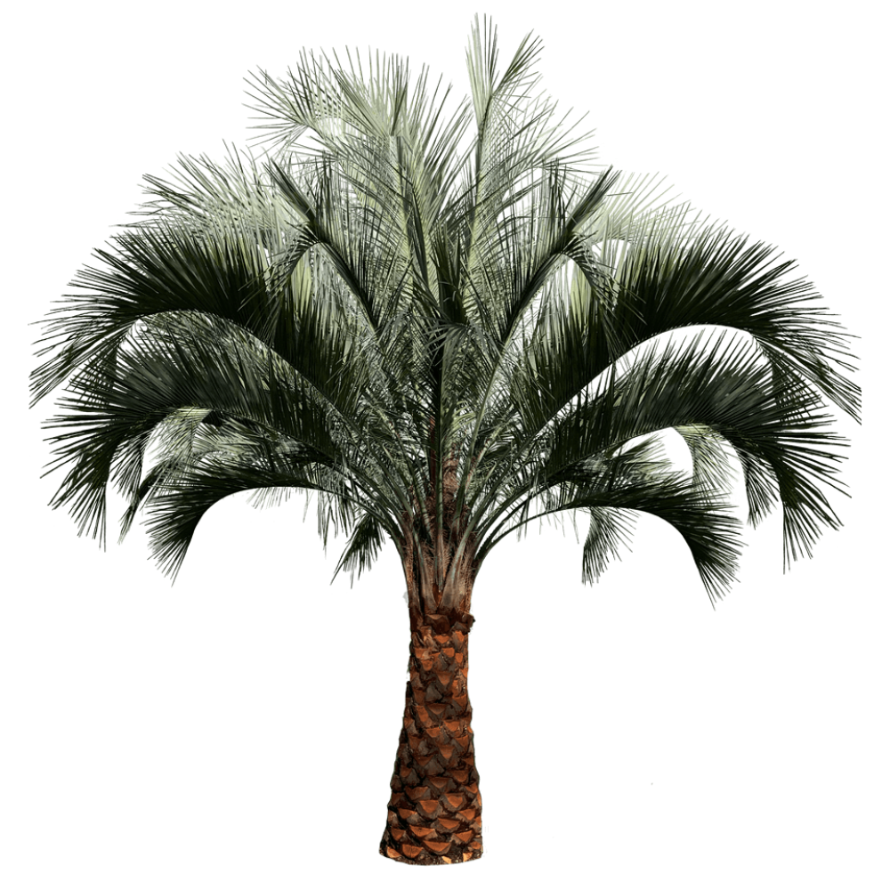 Washingtonia Robusta Washingtonia Robusta in muscat