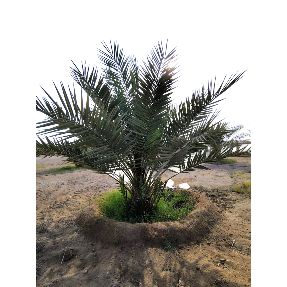 Yucca Aloifolia Yucca Aloifolia in muscat