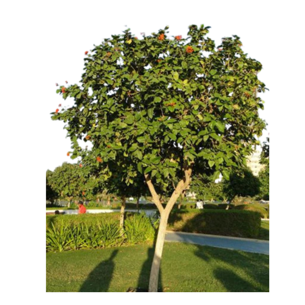 Cordia Sebesteng Cordia Sebesteng in muscat