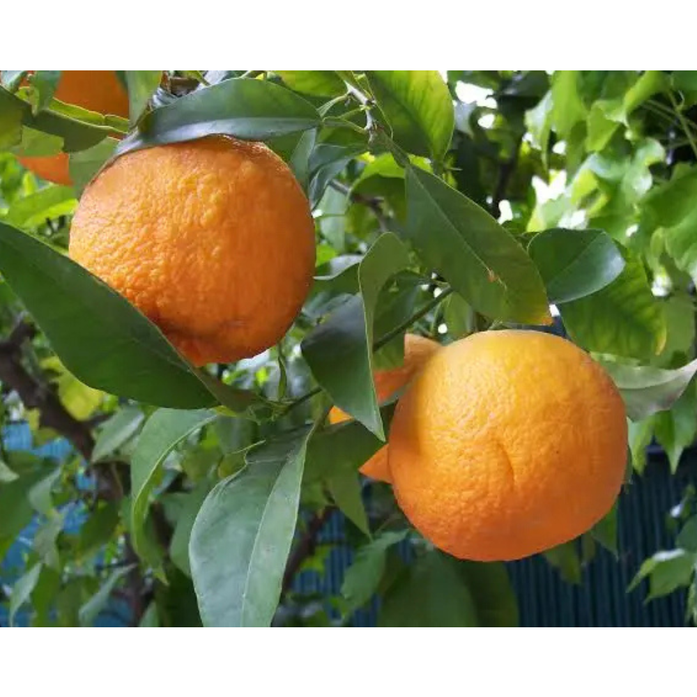 Citrus Aurantium Citrus Aurantium in muscat
